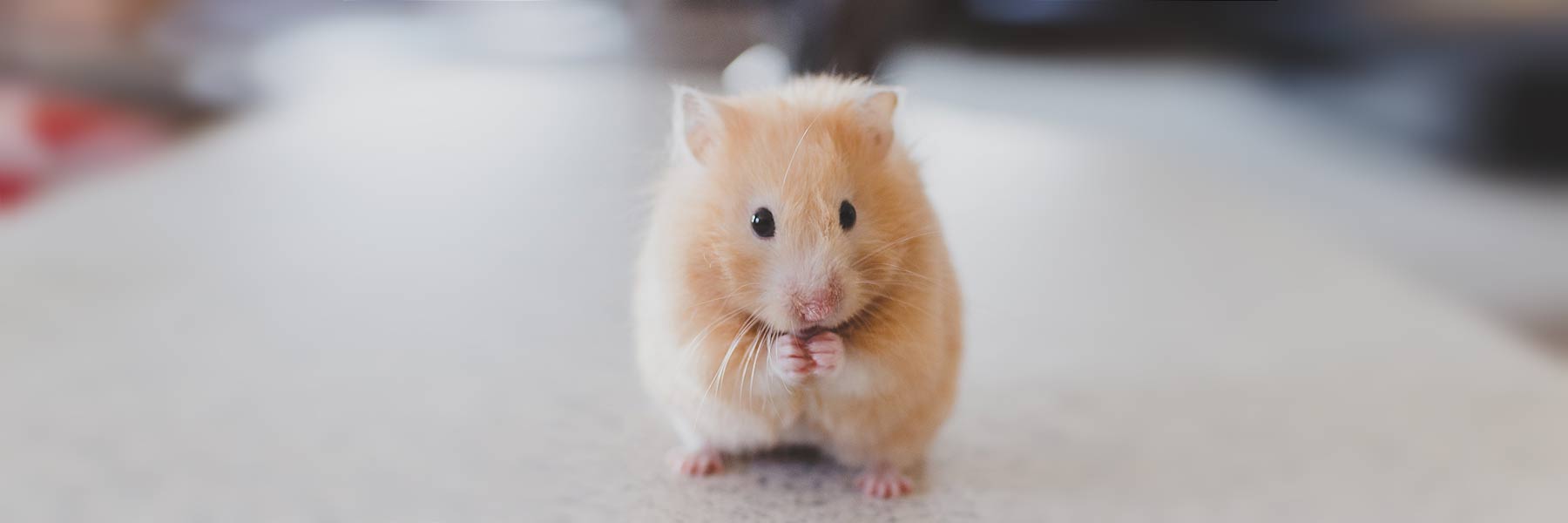 Hamster